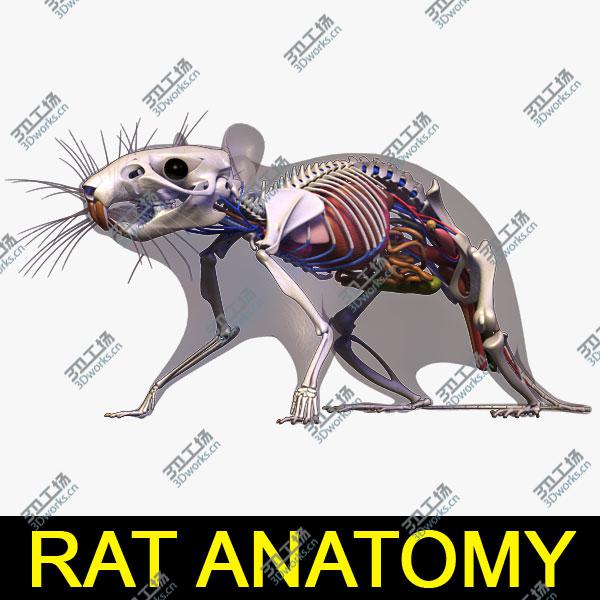 images/goods_img/202104094/Rat Anatomy/1.jpg